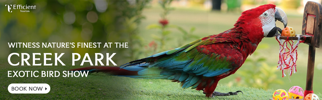 Creek Park Exotic Bird Show