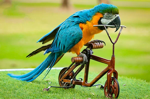 Creek Park Exotic Bird Show