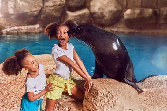 Sea Lion Meet & Greet at Atlantis