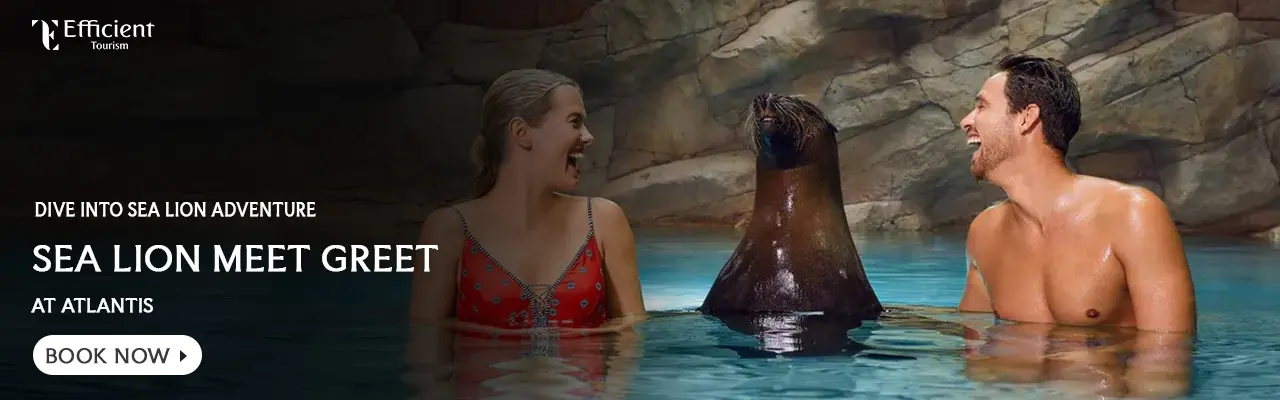 Sea Lion Meet & Greet at Atlantis