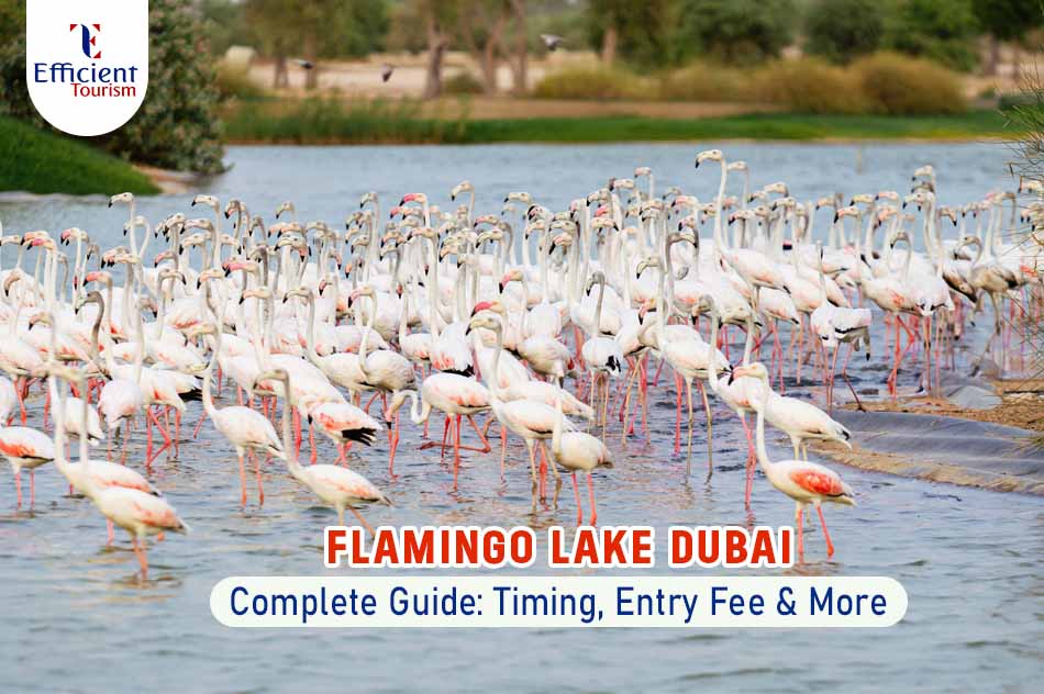 Flamingo Lake Dubai